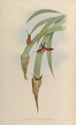 Phaethornis griseogularis